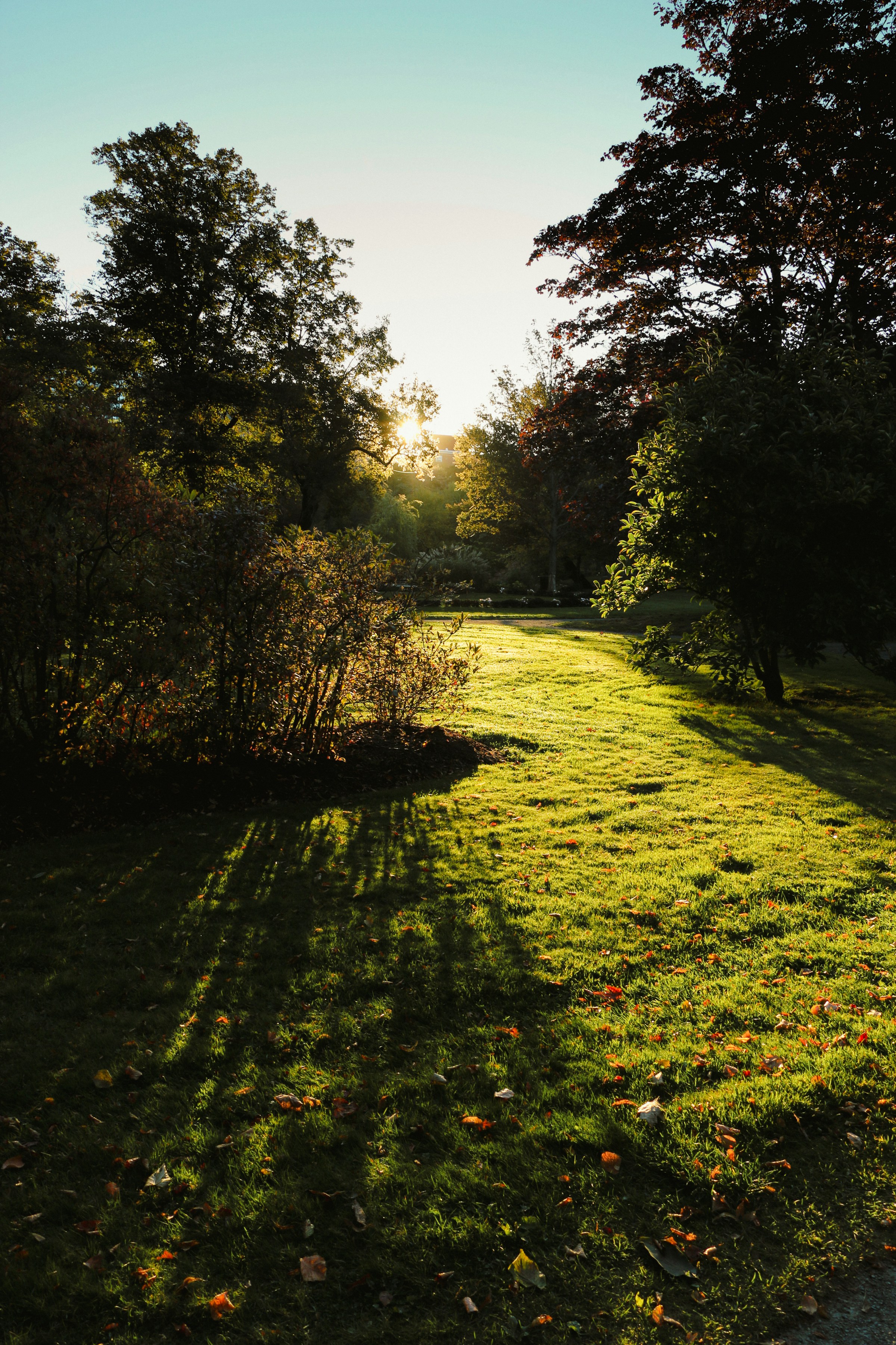 Low autumn sun rakes long shadows across a backyard lawn, with scattered fallen leaves on the grass.
