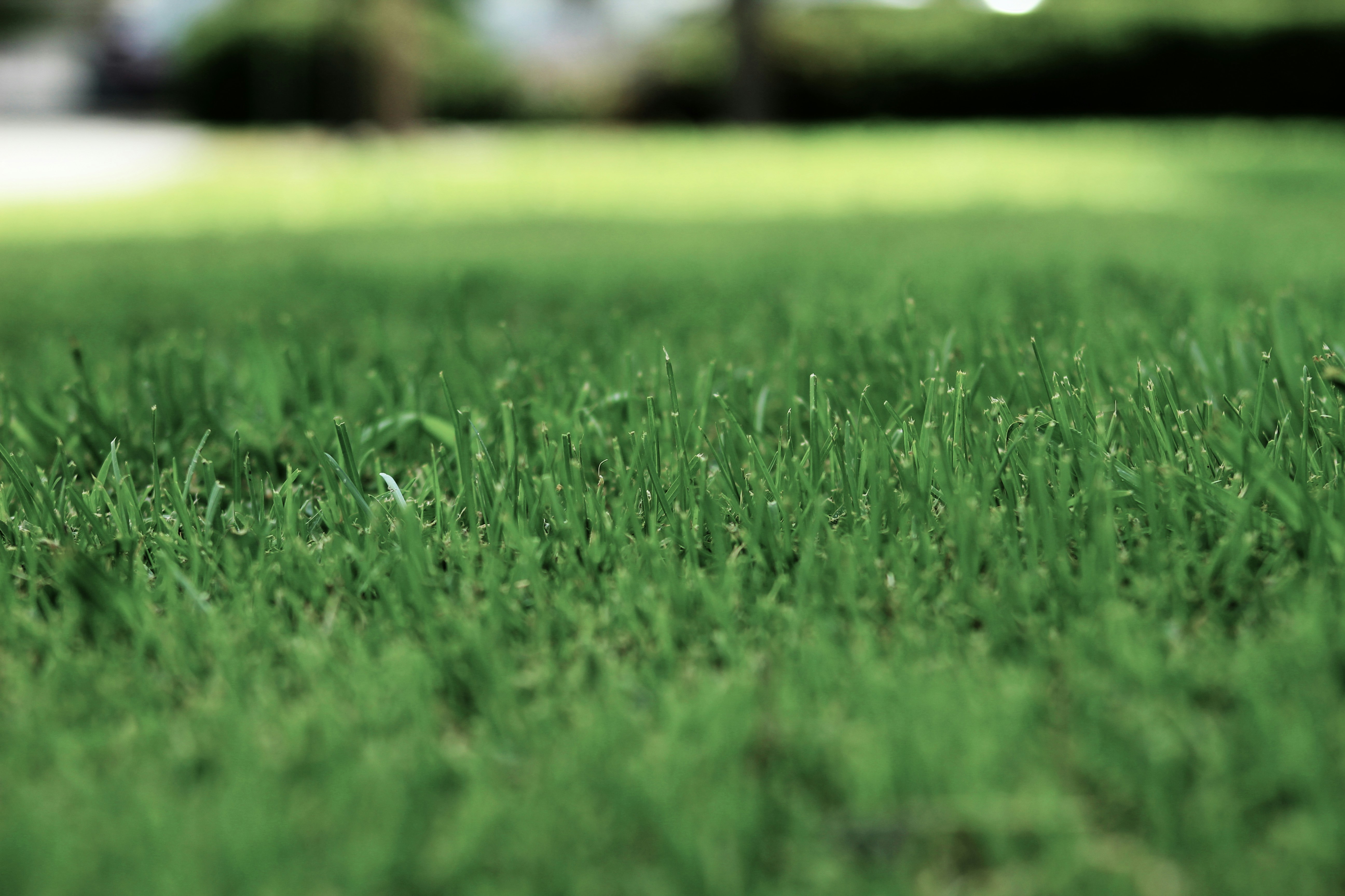 Close-up of healthy lawn at blade level with shallow depth of field showing individual grass blades.