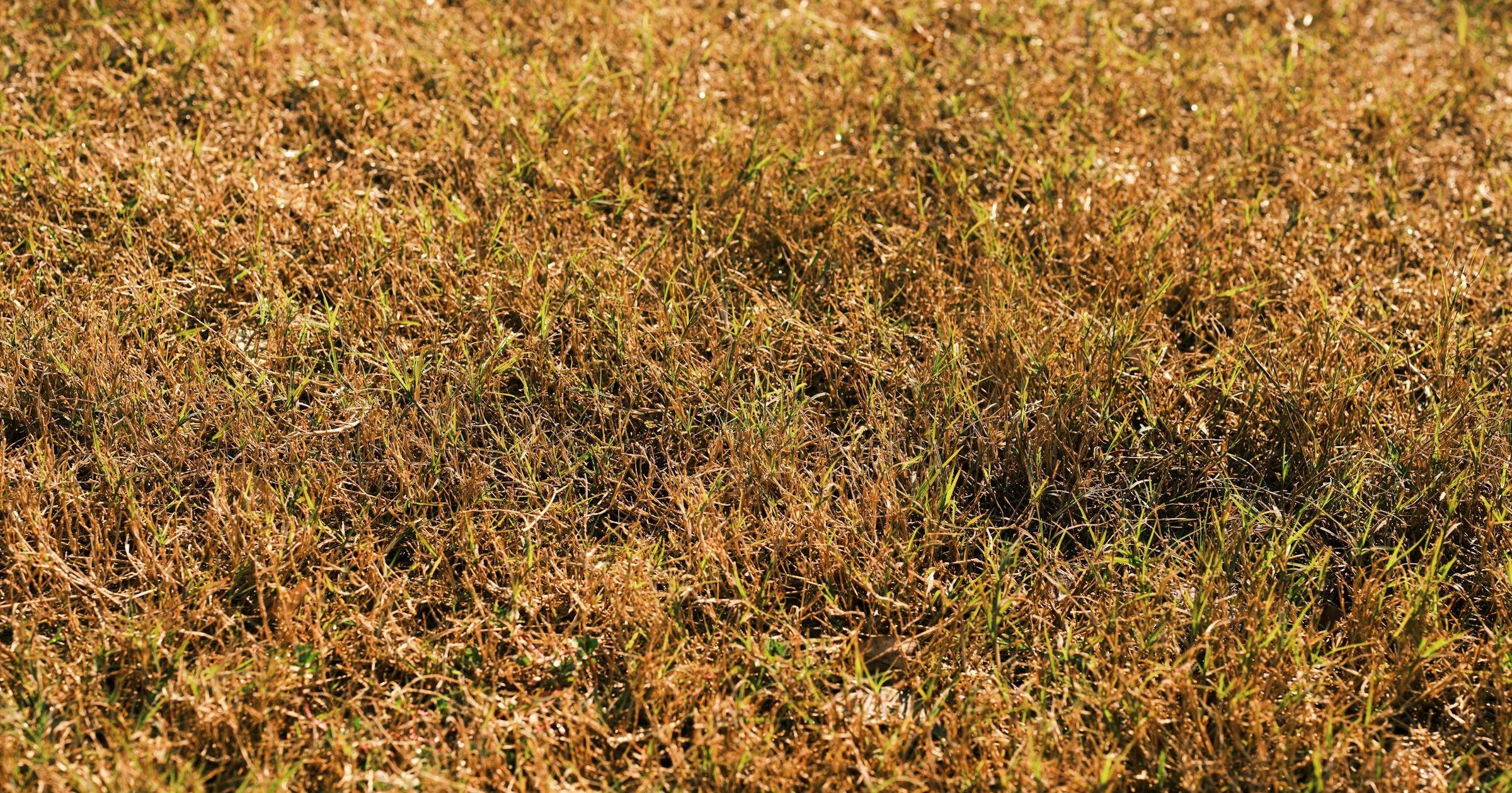 Buffalo grass lawn showing typical off-colour autumn appearance, with patches of yellow-green and slight purpling in exposed areas.
