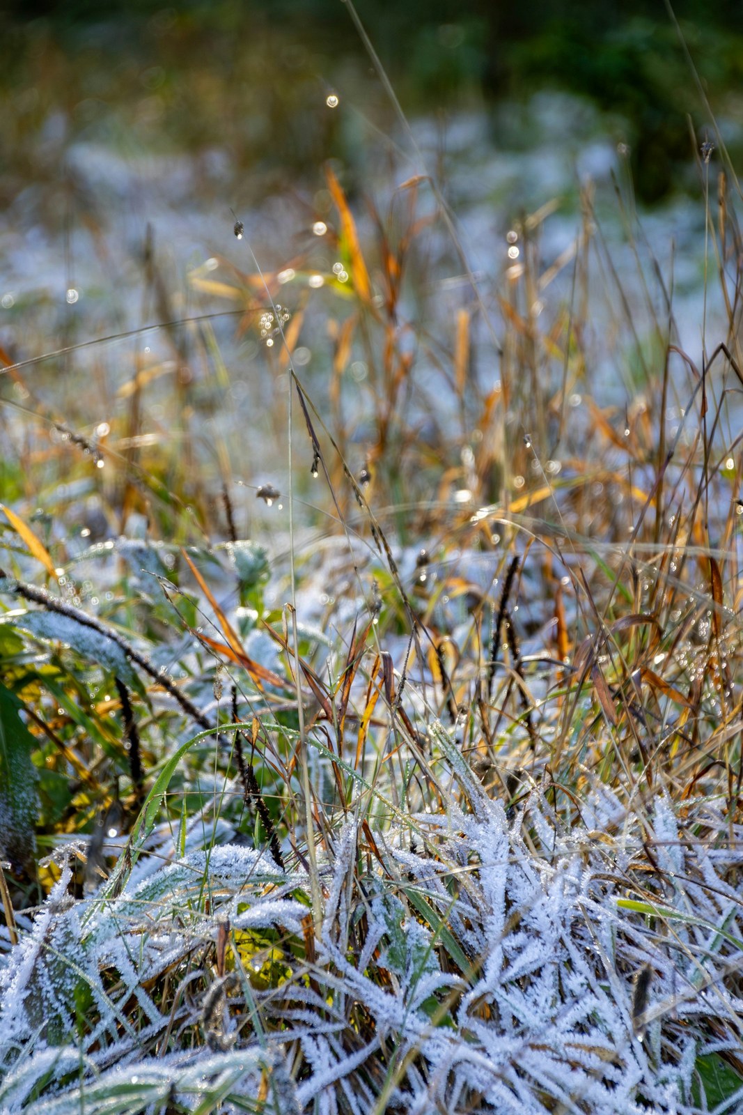 Macro view of frost crystals on individual grass blades, illustrating cold-weather pressure on warm-season turf.